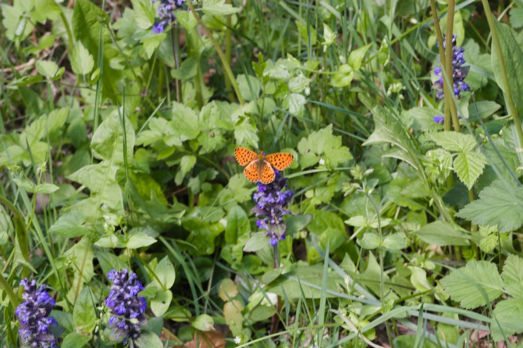 Quale Boloria?  Boloria euphrosyne